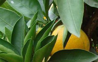 四川宜宾柑橘 宜都蜜柑品质特性和产地环境
