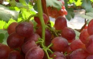 葡萄的热量 葡萄的热量高吗?减肥可以吃