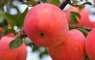 吃苹果可预防肿瘤扩散吗 吃苹果可预防肿瘤