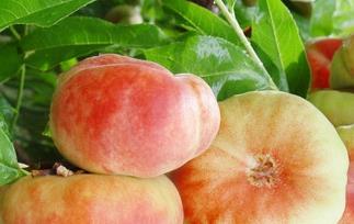 蟠桃有几种品种 蟠桃的品种有哪些