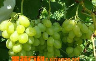 青提葡萄品种有哪些 青提葡萄品种介绍