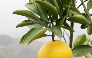 柚子营养价值和柚子减肥方法（柚子的功效与作用柚子可以减肥的吗）