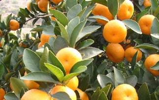 蜜橘的功效和营养价值 蜜橘的营养价值和蜜橘的药用价值