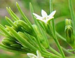 百蕊草的功效与作用 百蕊草的功效与作用,百蕊草的副作用