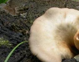 桦树菇的功效与作用 桦树菇的功效与作用点
