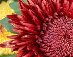藏红菊花的功效与作用及药用价值是什么 藏红菊花的功效与作用及药用价值