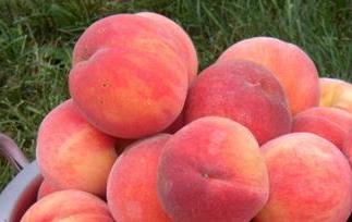 水蜜桃有什么品种 水蜜桃的产地和品种