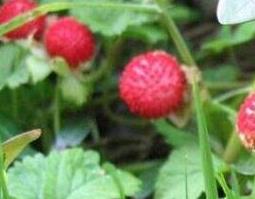 蛇莓草的功效与作用 蛇莓草的功效与作用是什么