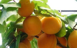 杏的营养价值有哪些呢 杏的营养价值和作用