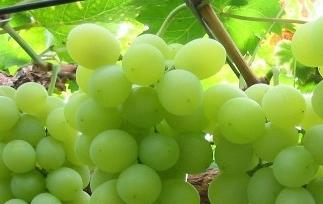 葡萄和提子的区别 葡萄和提子的区别营养价值