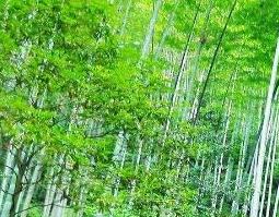 竹子根的功效与作用及禁忌症 竹子根的功效与作用及禁忌