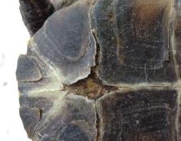 龟壳的功效与作用及禁忌是什么 乌龟壳的功效与作用及禁忌
