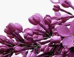 紫丁香花籽的作用与功效（紫丁香花籽的作用与功效与作用）