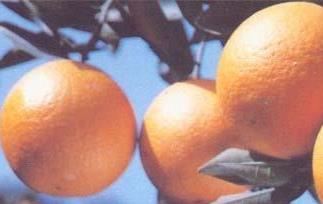 甜橙简介 橙香甜橙子