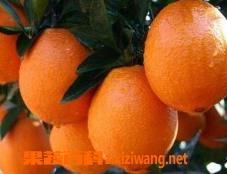 脐橙的功效与作用 脐橙的功效与作用图片