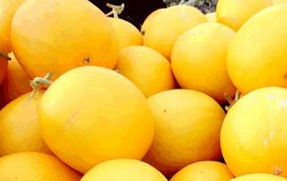 黄河蜜瓜几月份种 黄河蜜瓜什么季节出产