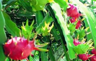 火龙果的种植方法与管理 火龙果的种植方法与管理方法