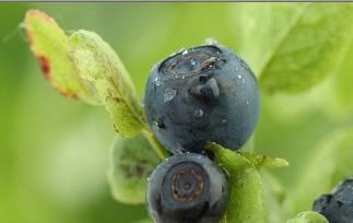 蓝莓真的可以改善视力 野生蓝莓能保护视力吗