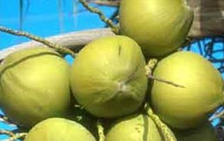 椰子养生功效和食用方法 椰子的食用功效
