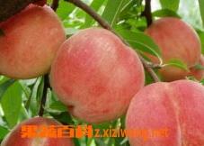 水蜜桃的种植技巧 水蜜桃的种植技巧和方法