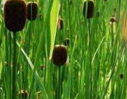 毛蜡草的功效与作用及药用价值 毛蜡草有什么功效