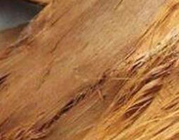 杉木树皮的功效与主治 水杉树皮的功效与作用