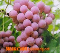葡萄的营养成分和营养价值 葡萄主要的营养成分