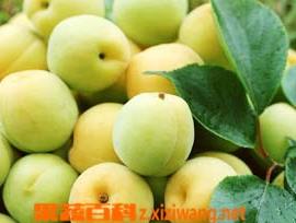 黄桃营养价值及功效与作用 黄桃营养价值和功效作用
