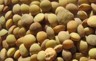 小扁豆的功效和营养分析 小扁豆的功效和营养分析图片