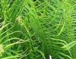水蜈蚣草的功效与作用及药用价值