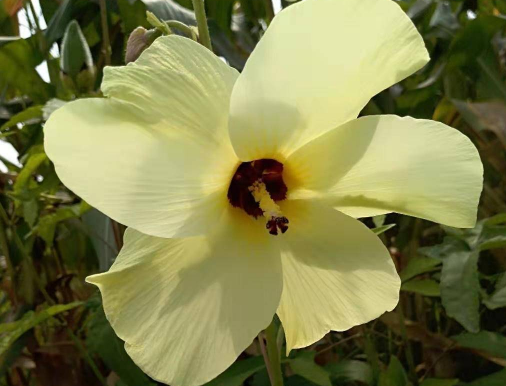 金花葵的养护技巧 金花葵生长需要什么环境