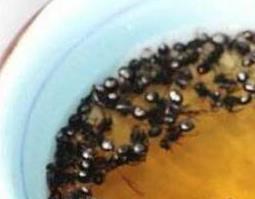 黑蚂蚁泡酒的功效与作用 黑蚂蚁泡酒的好处