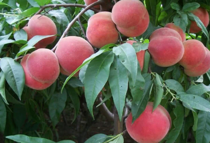 桃树要如何嫁接，桃树嫁接其他果树的条件及方法