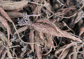 紫丹参种植技术，紫丹参应该好养吗，怎么养殖