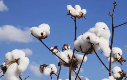 棉花花铃期如何管理，棉花应该怎么施肥