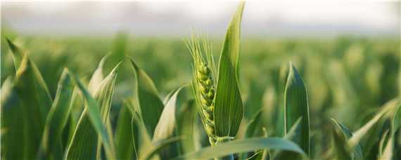 小麦干尖发黄是什么原因 小麦干尖发黄是什么原因造成的