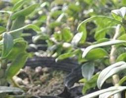 金钗石斛的种植技巧 金钗石斛的种植技巧和管理