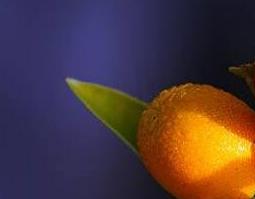 金橘根的功效与作用 金橘根的功效与作用是什么