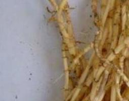 白茅根和鱼腥草的区别与功效 白茅根和鱼腥草的区别