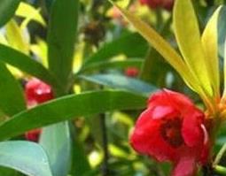 红茴香的用法及副作用 红茴香的功效及副作用