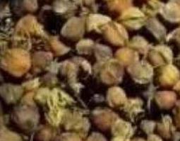 柏树籽的功效与作用 柏树籽的功效与作用及食用方法