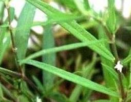白花蛇舌草的功效与作用及食用方法 白花蛇舌草的功效与用途