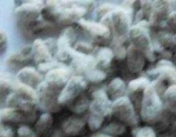 棉籽有什么功效 棉籽的功效与作用