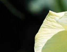 黄蜀葵花的功效与作用及副作用 黄蜀葵花的功效与作用