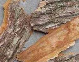 樟树皮的功效与作用 樟树皮的功效与作用及用量
