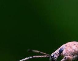 象甲虫的功效与作用是什么 象甲虫的功效与作用