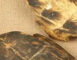 中药龟壳的功效与作用及禁忌 中药龟壳的功效与作用