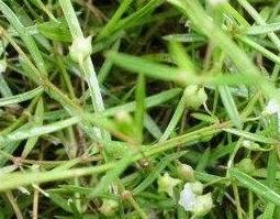 白花蛇舌草的功效及作用 白花蛇舌草的功效作用与主治与用量