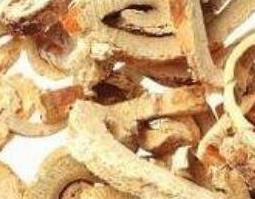 桑树根皮的功效与作用及食用方法禁忌 桑树根皮的功效与作用及食用方法