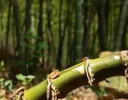 竹子根的功效与作用 竹子根的功效与作用禁忌